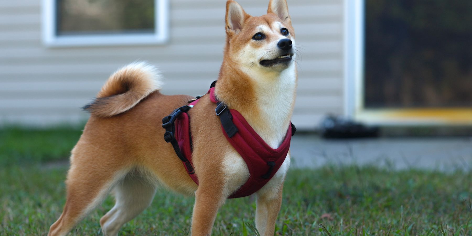 What Materials Last in Y Dog Harnesses? Durability Focus